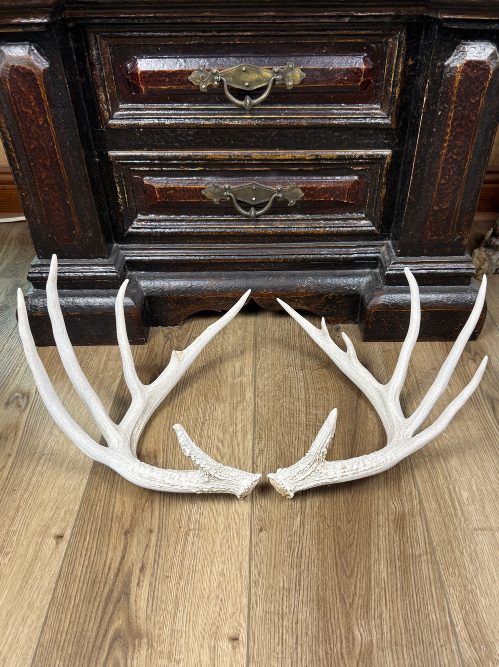 Authentic Naturally Shed Whitetail Deer Antlers 1 Pair